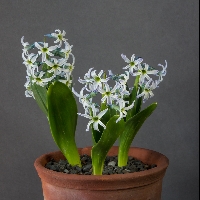 Hyacinthus orientalis subsp chionophylla